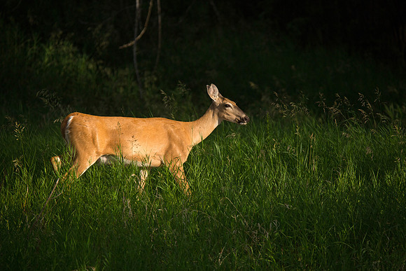 Early Morning Whitetail Deer