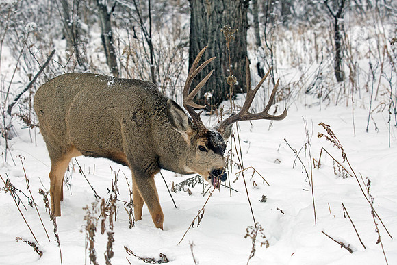 Mule Deer Buck Feeding