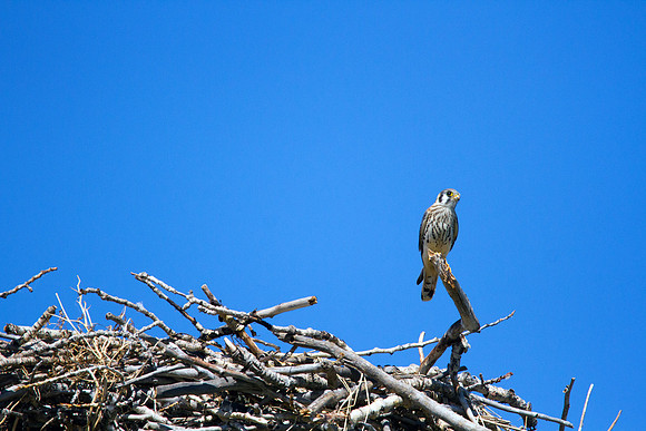 Brave Little American Kestrel Perched On Active Osprey Nest