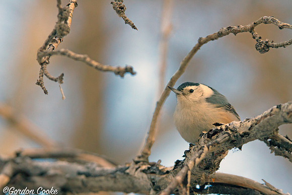 White-breasted Nuthatch