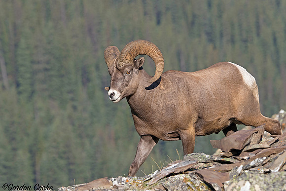 Bighorn Ram