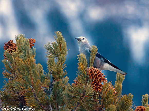 Clark's Nutcracker