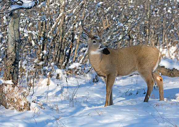 Whitetail Buck
