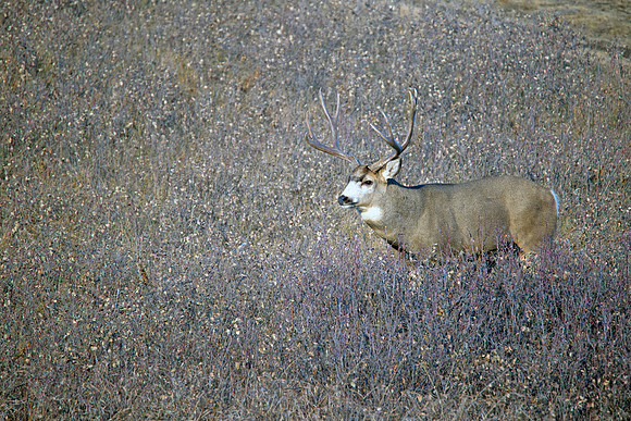 Mule Deer Buck
