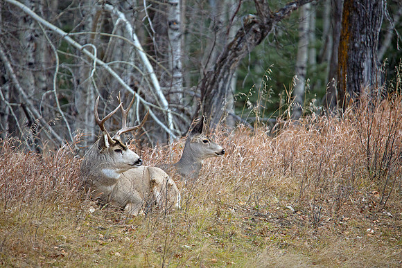 Mule Deer Buck Relaxing With One Of His Ladies