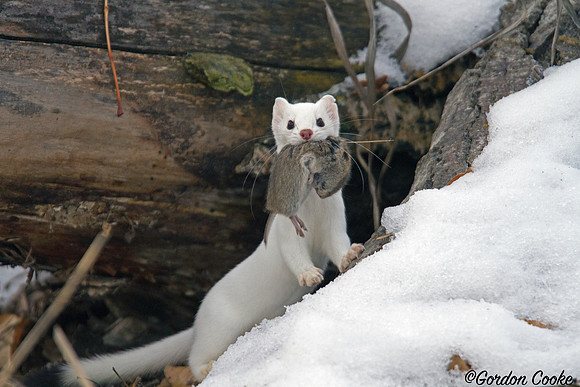 Ermine (Weasel) With Fresh Kill