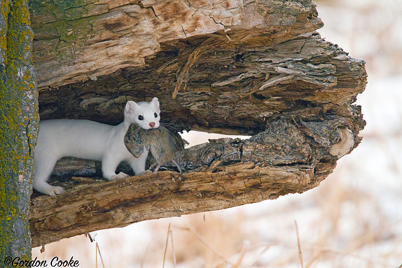 Ermine (Weasel) With Fresh Kill