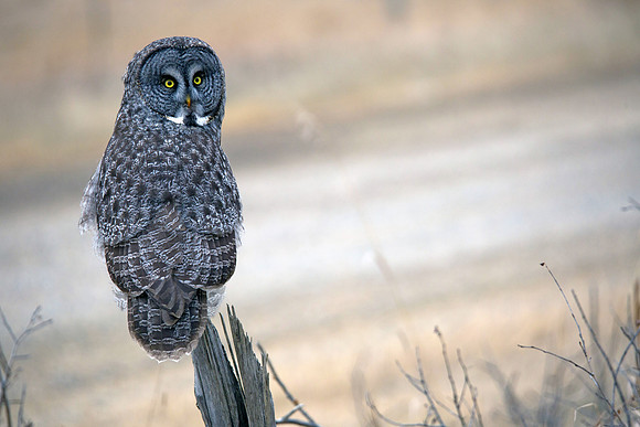 Great Grey Owl Posing