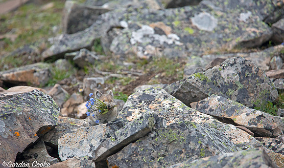 Pika With Bouquet