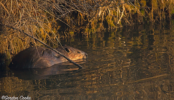 Beaver In Early Morning Light