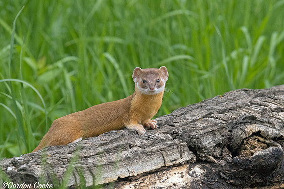 Long-tailed Weasel Posing