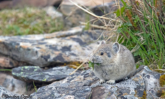Pika