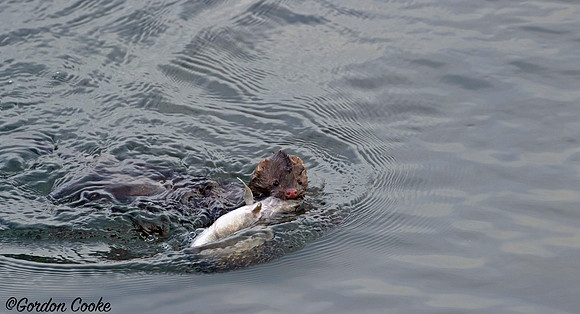 Mink, With Catch of the Day