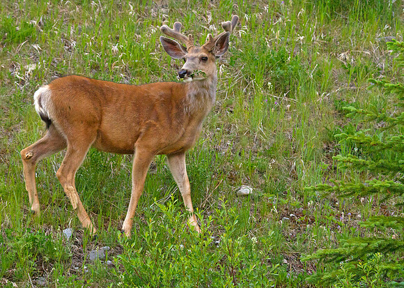 Mule Deer Buck Having Natural Snack