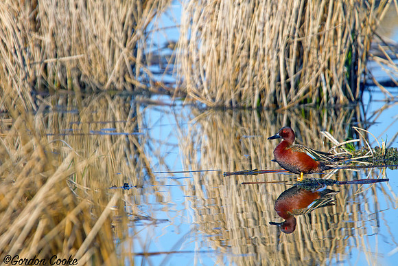 Cinnamon Teal