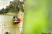 Yellow-bellied Sapsucker