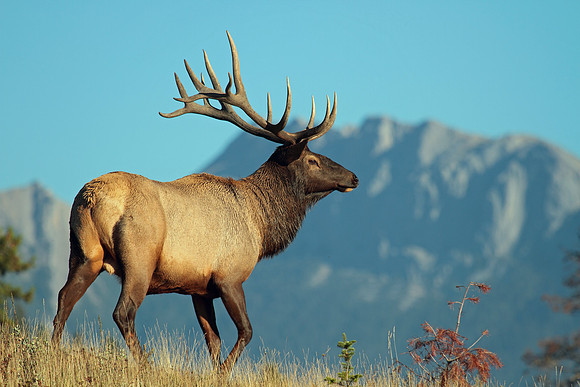 Bull Elk