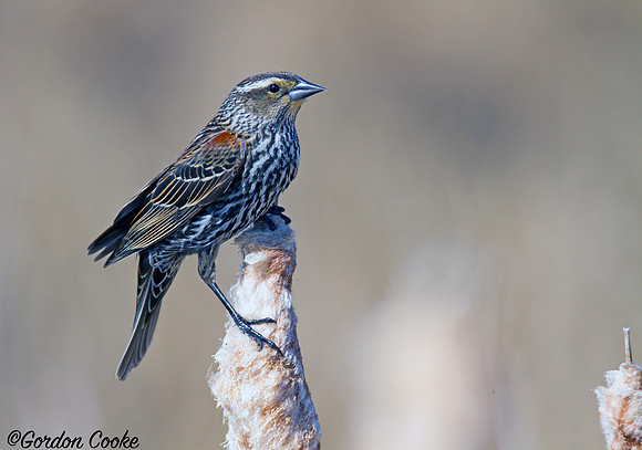 Female Red-winged Blackbird