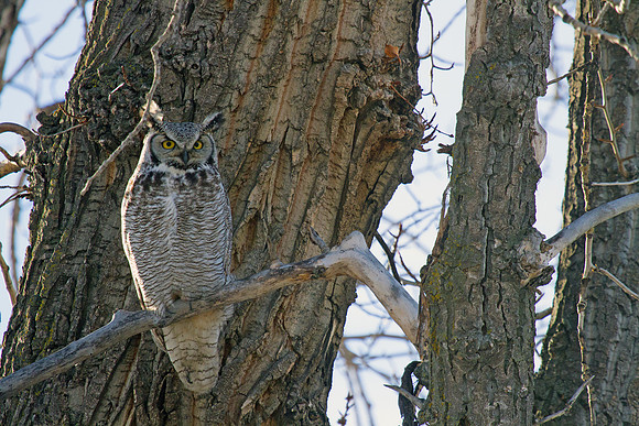 Great Horned Owl
