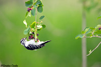 Downy Woodpecker Enjoying Berries