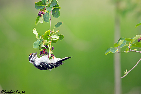 Downy Woodpecker Enjoying Berries