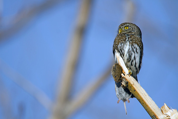 Northern Pygmy Owl With Vole Catch