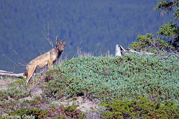 Lone Wolf - Jasper National Park
