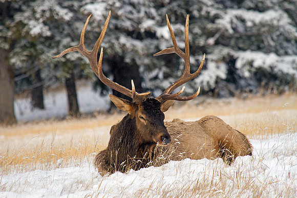 Bull Elk - Snowy Dreams