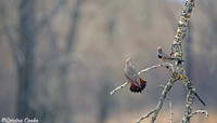 Northern Flickers