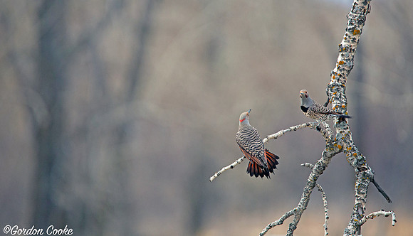 Northern Flickers