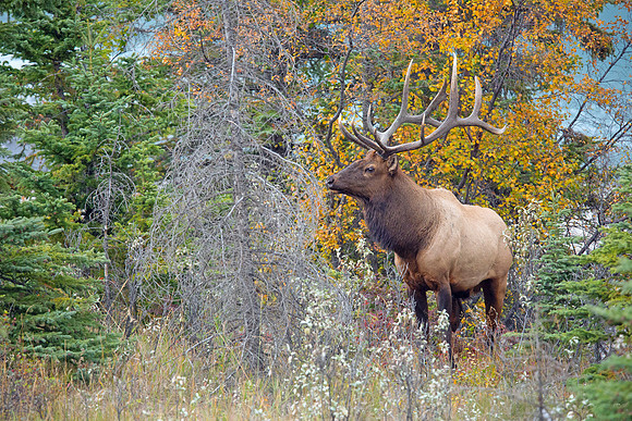 Bull Elk Posing During Rut - Jasper 2015