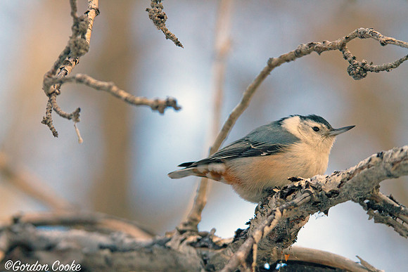 White-breasted Nuthatch