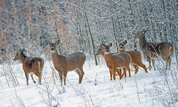 Herd Of Whitetail Deer