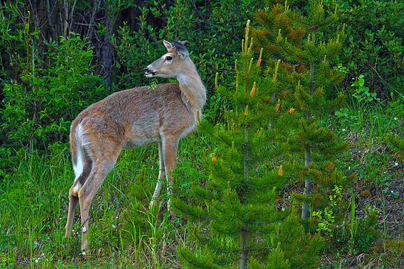 Whitetail Buck - Small Velvet Antlers