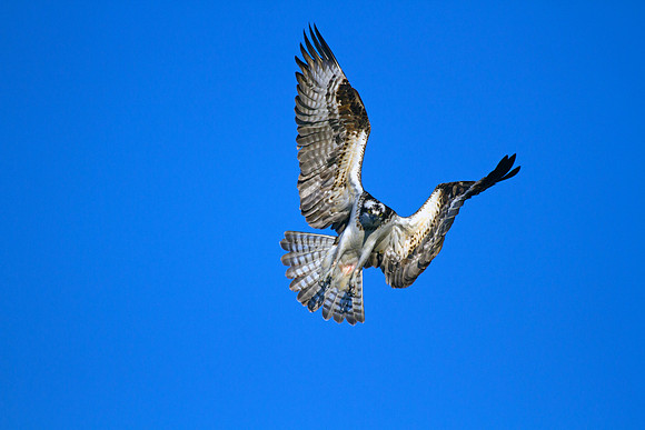 Osprey Angel?