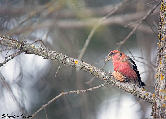 Male White-winged Crossbill