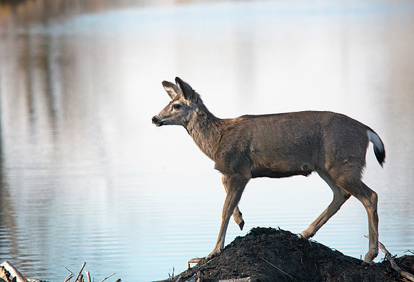 Mule Deer Crossing River Dam