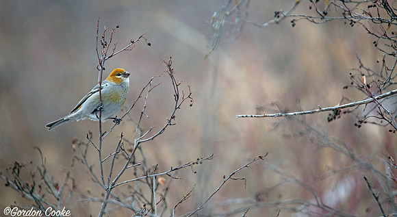 Female Pine Grosbeak