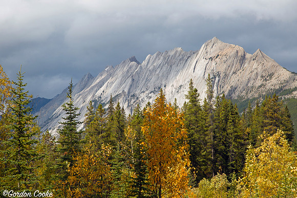 Jasper - 2015