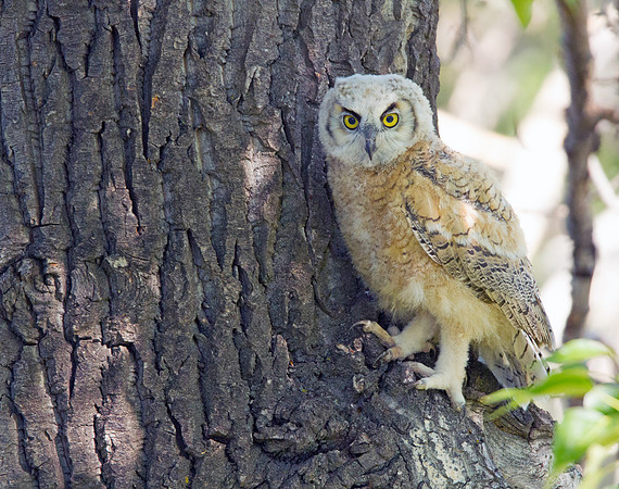 Baby Great-Horned Owl