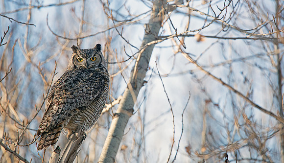 Great Horned Owl Posing