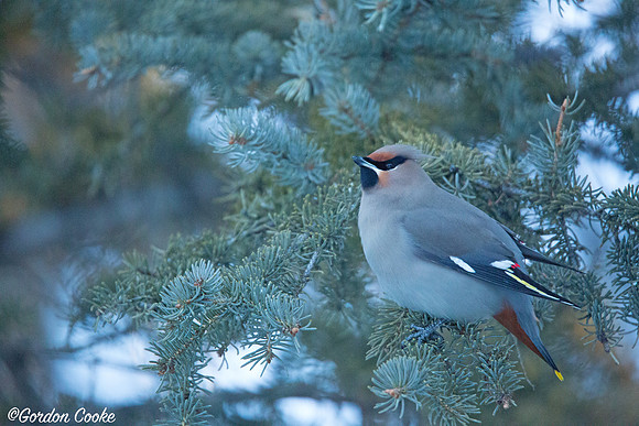 Bohemian Waxwing