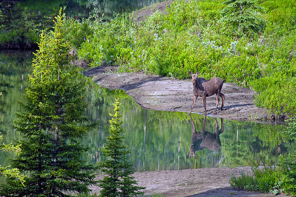 Young Moose With Reflection