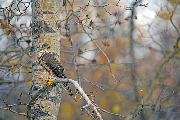 Sharp-shinned Hawk