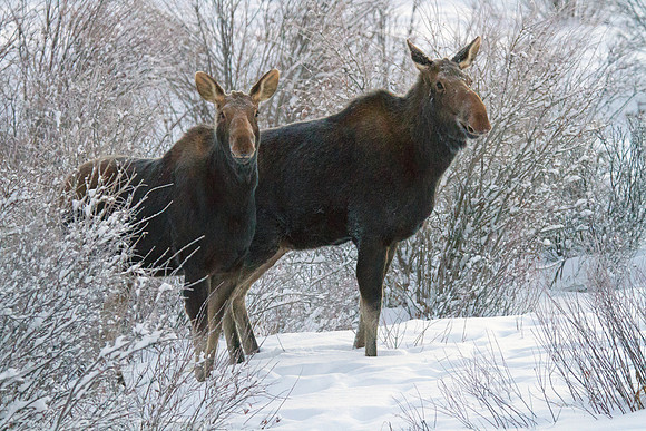 Pair Of Moose