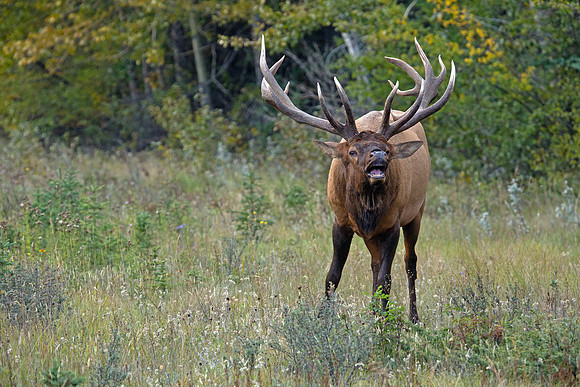 Bull Elk Bugling During Rut - Jasper 2016