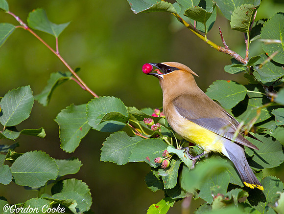 Cedar Waxwing
