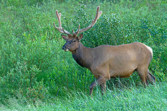 Bull Elk