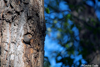 Northern Flicker