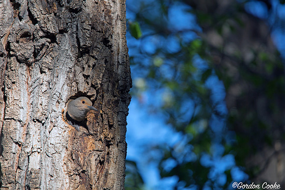 Northern Flicker